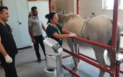 100 Dereceli Şampiyon Yarış Atına Dicle Üniversitesi'nde Fizik Tedavi