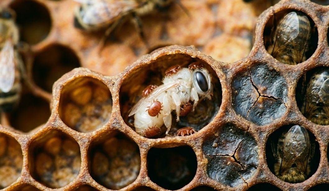 Arıcılıkta Gizli Tehlike: Varroa ve DWV Virüsü Kolonileri Nasıl İçten Çökertiyor?